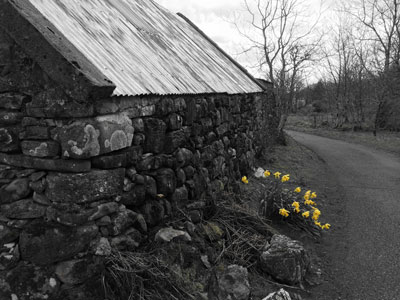 picture of daffodils by the byre